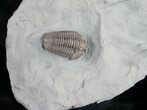 Very D Flexicalymene Trilobite Fossil - #9214-2